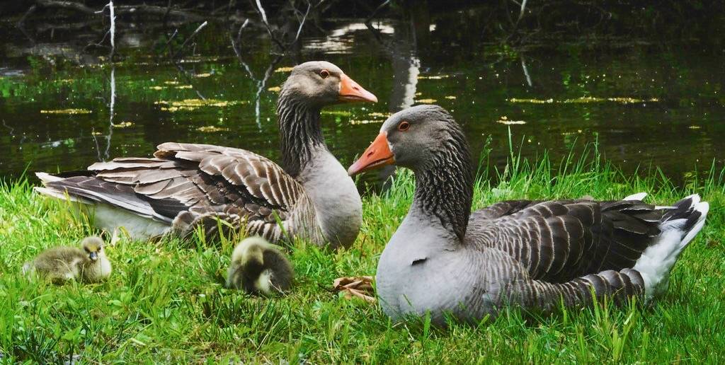 Mr. and Mrs. Greylag Relaxing With The Kids by Charles Patrick Ewing is licensed under CC BY 2.0.